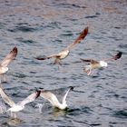 ballet sur l'eau ...