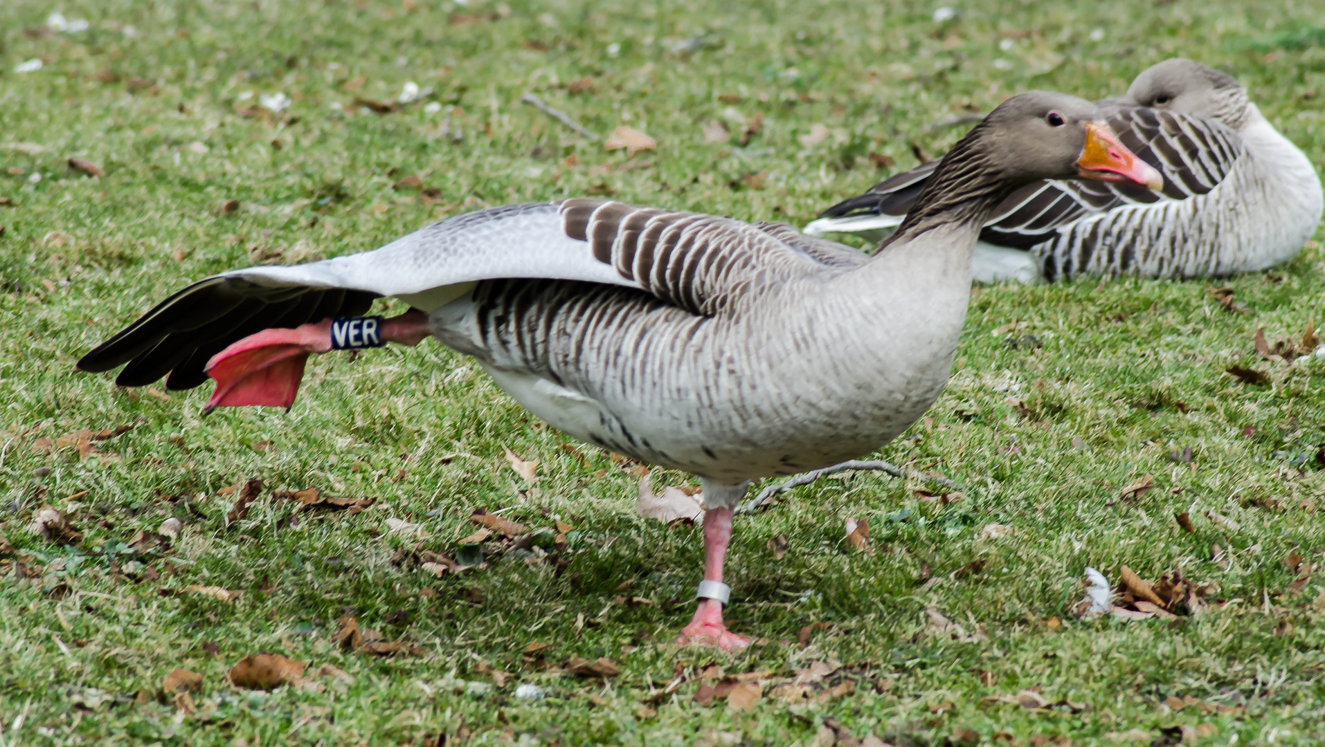 Ballett