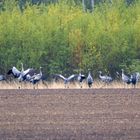 Ballett am Feldrand