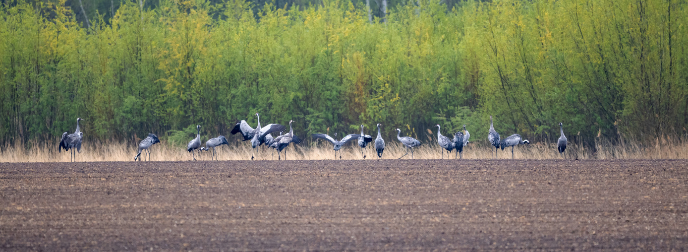 Ballett am Feldrand