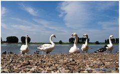 ballett am rhein....