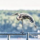 Ballett am Spinnennetz...