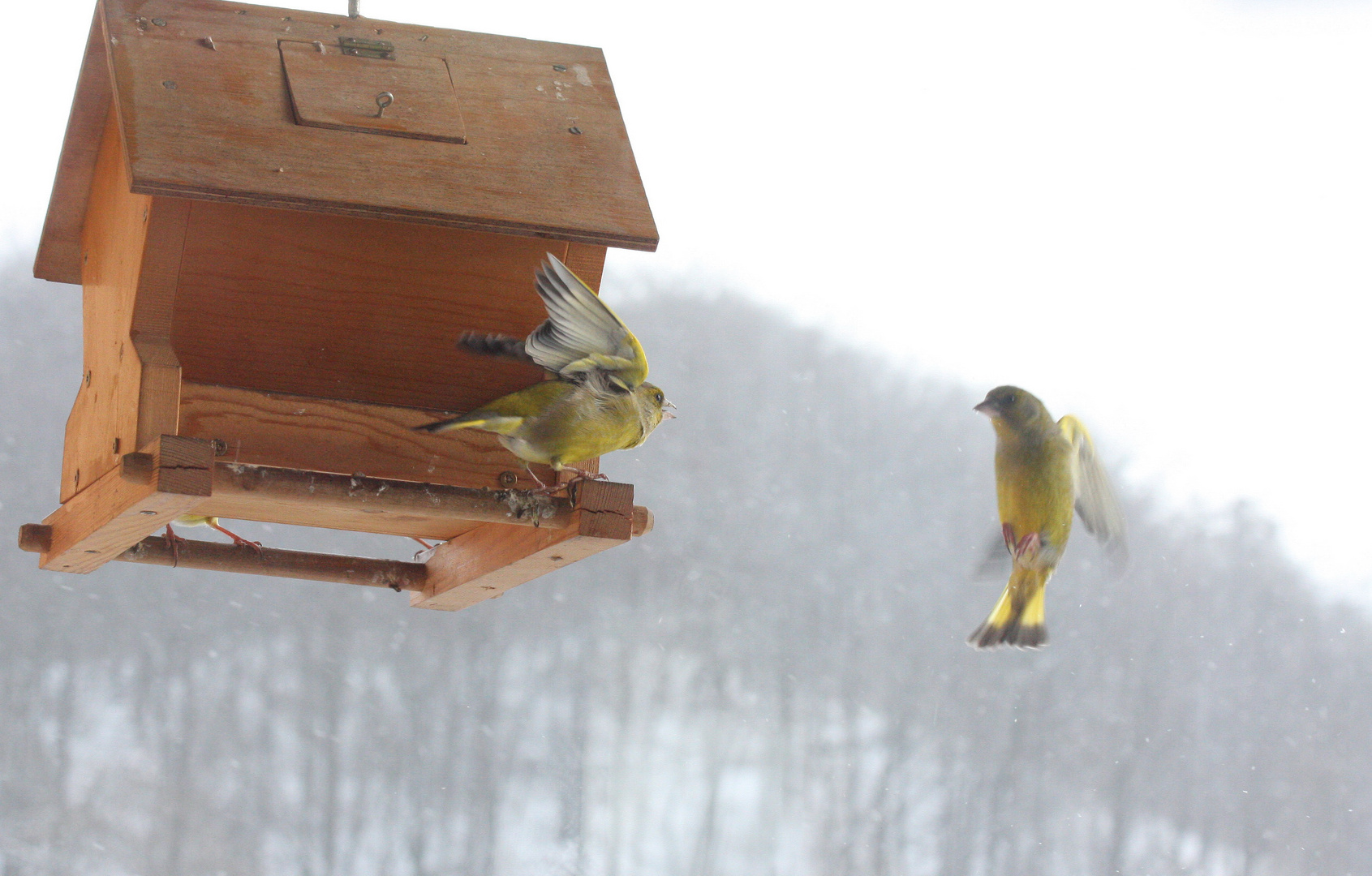 Ballett an der Futterkrippe