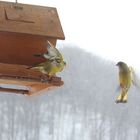 Ballett an der Futterkrippe