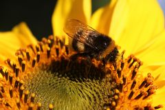 Ballett auf der Sonnenblume