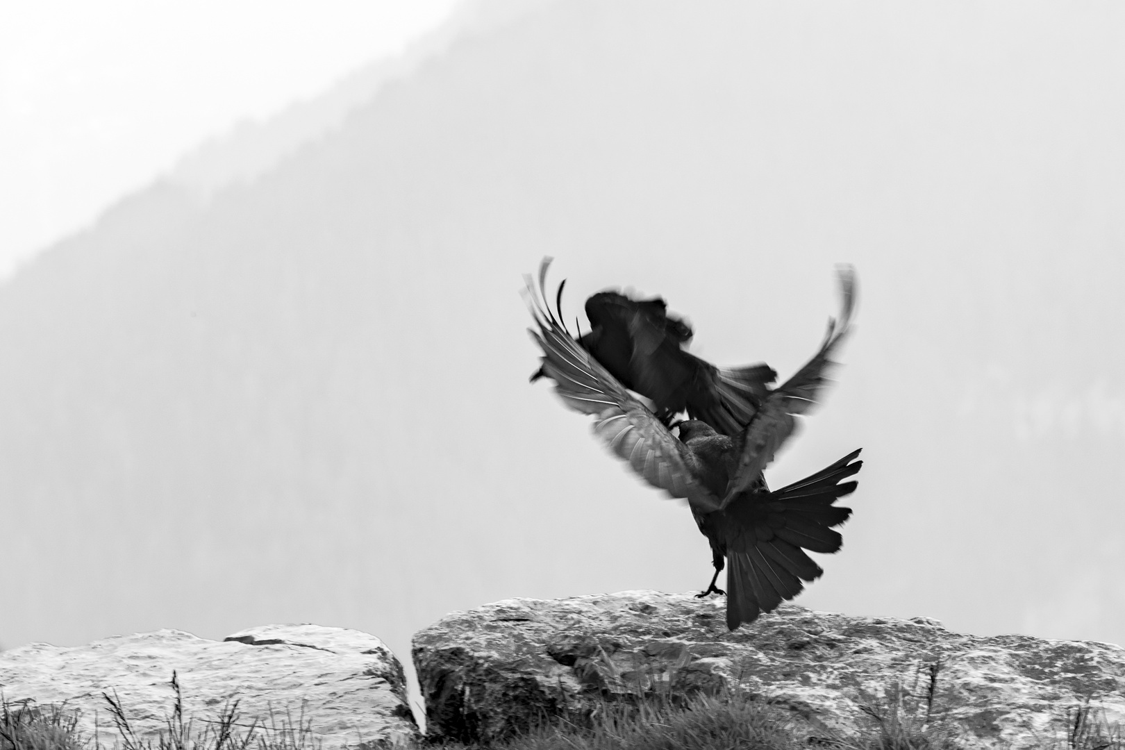 Ballett der Alpendohlen