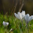 Ballett der Frühblüher