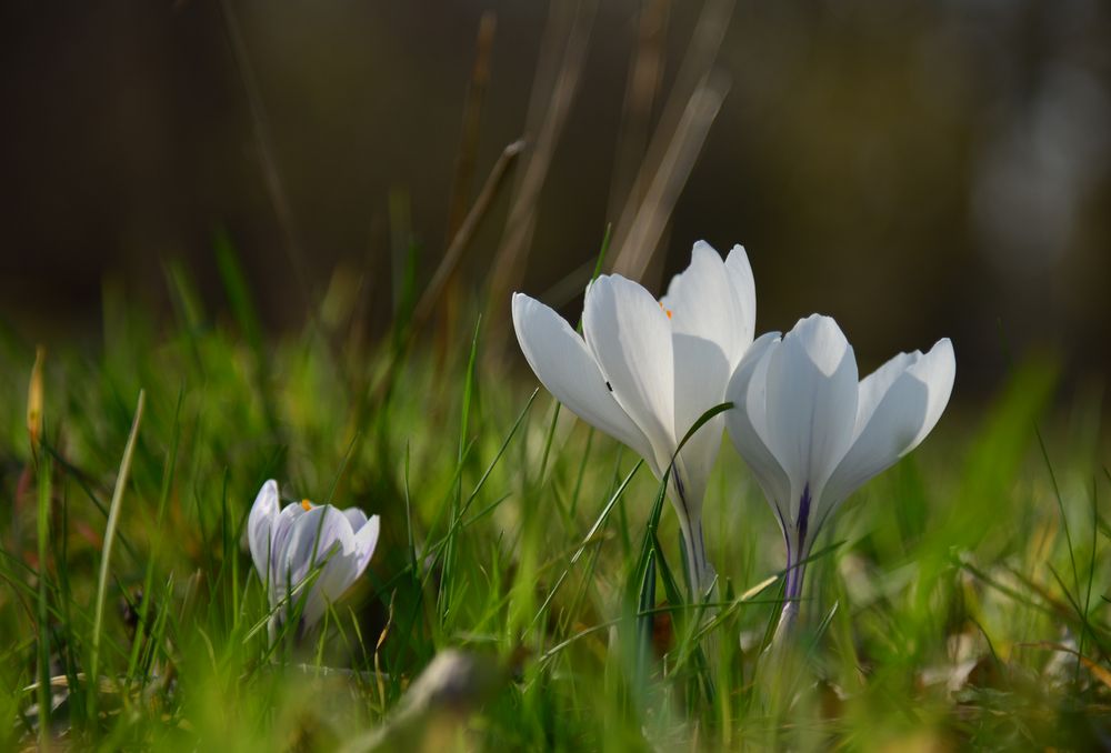 Ballett der Frühblüher