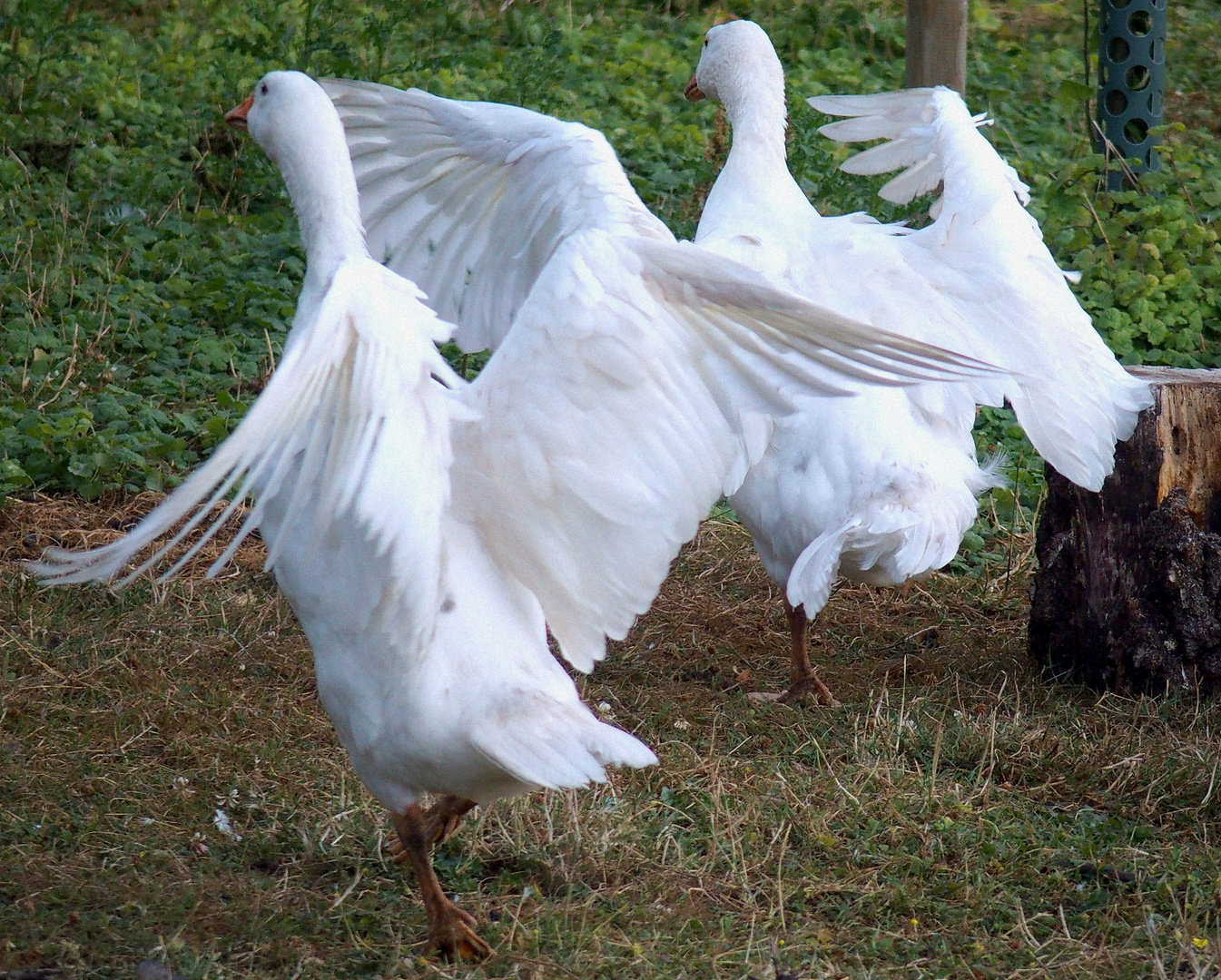 Ballett der Gänse