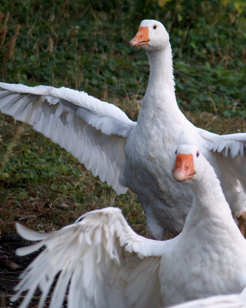 Ballett der Gänse