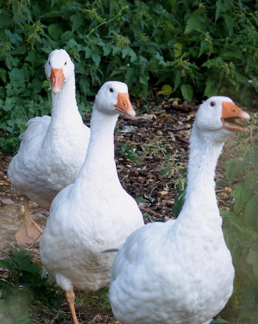 Ballett der Gänse