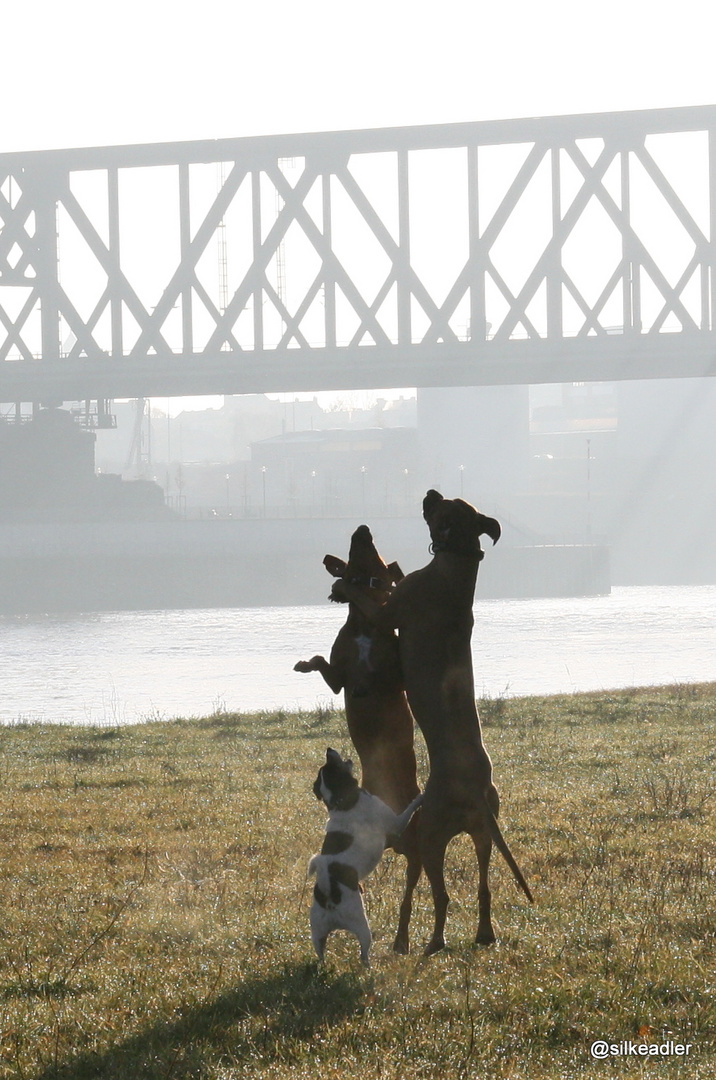 Ballett der Hunde