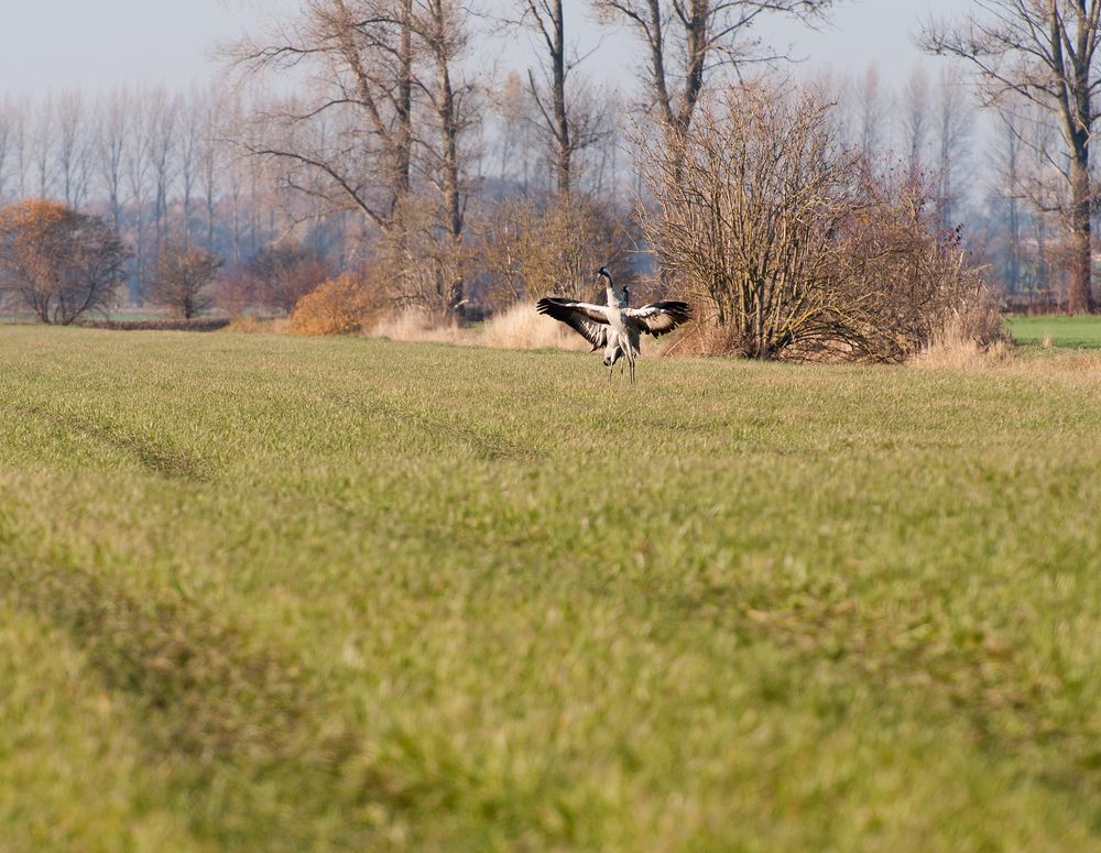 Ballett der Kraniche ( I V.)