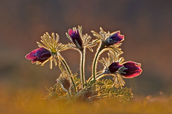 Ballett der Kuhschellen