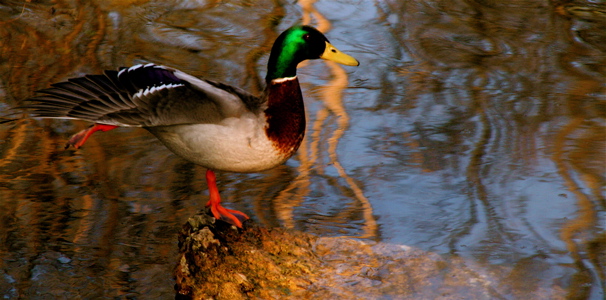 Ballett-Ente