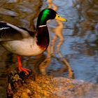 Ballett-Ente