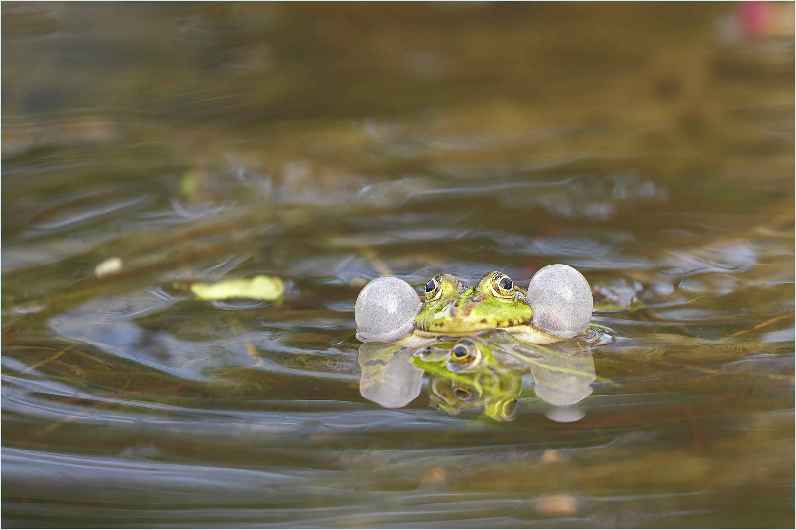 Ballett im Gartenteich...