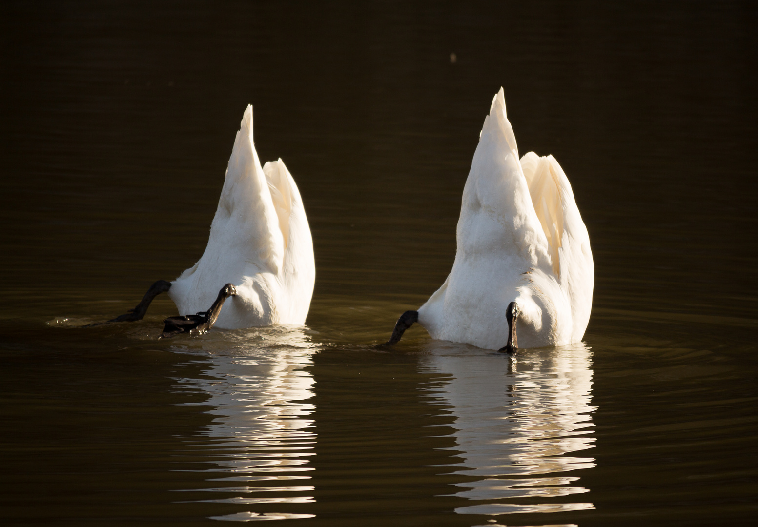 Ballett im Schwanensee