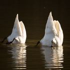 Ballett im Schwanensee