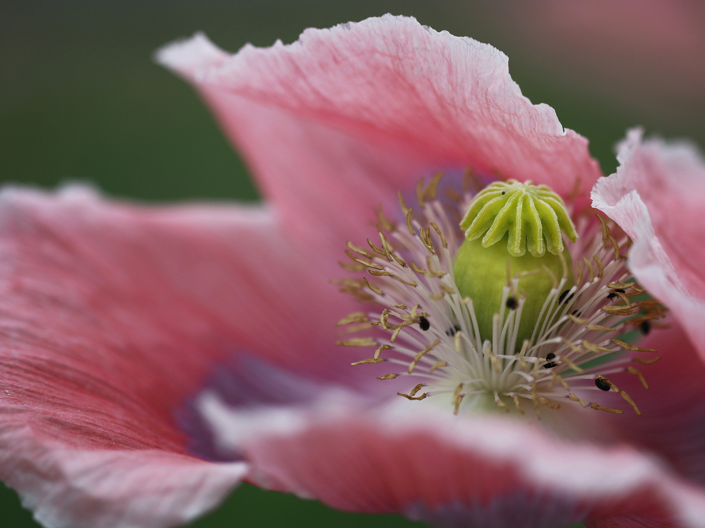 Ballett in der Blüte