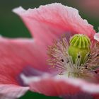 Ballett in der Blüte