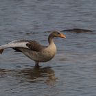 Ballett mit Fisch