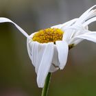 Ballett-Tanz der Großblumigen Margerite