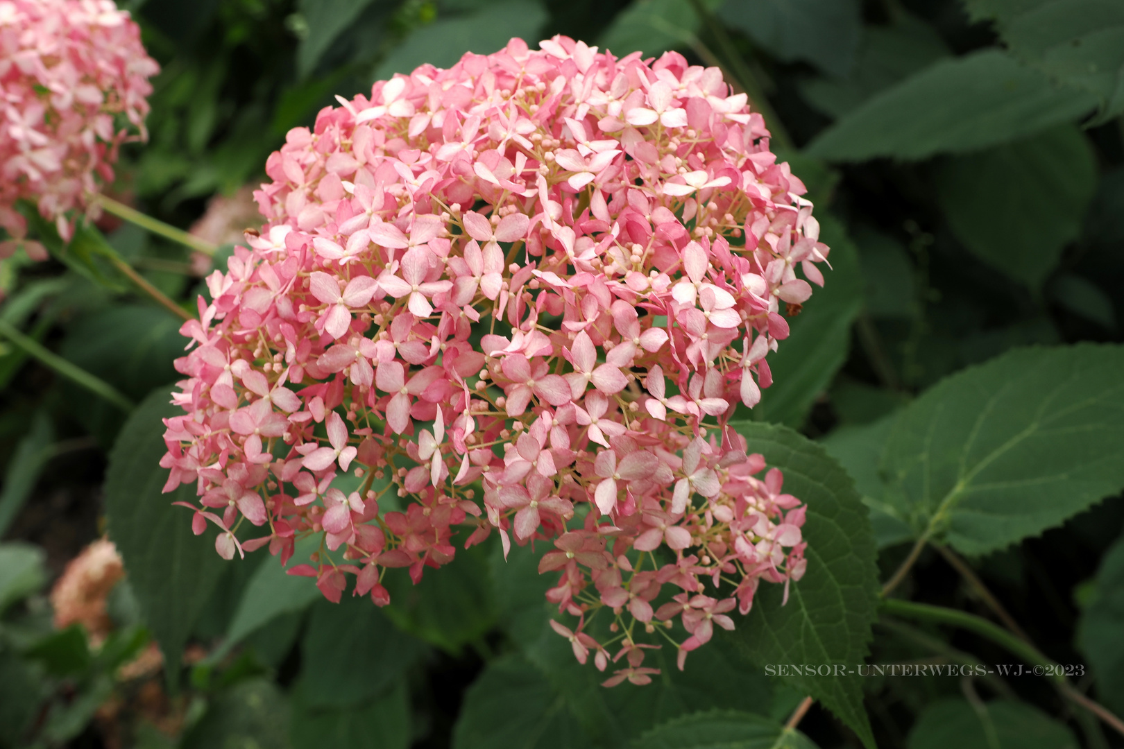 Ballhortensie