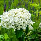 Ballhortensie 'Annabelle'