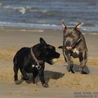 Balljagd am Strand