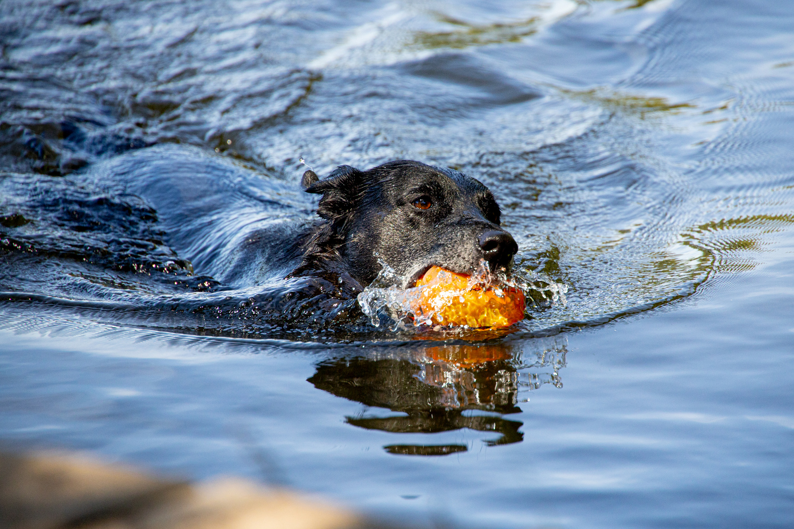 "Balljunkie beim Wasserballspiel"