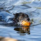 "Balljunkie beim Wasserballspiel"