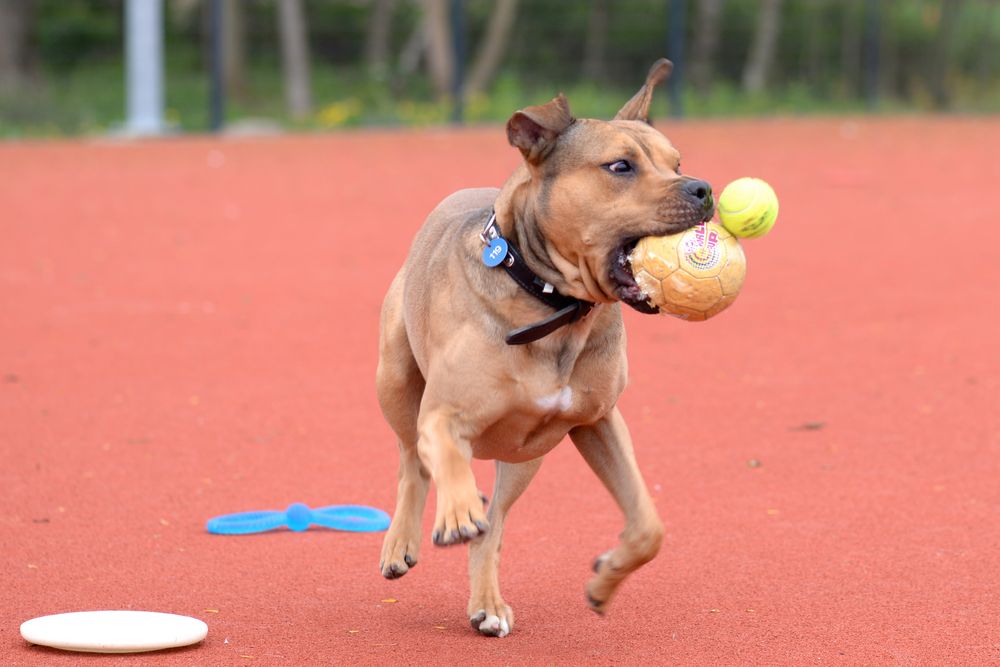 Ballkünstler