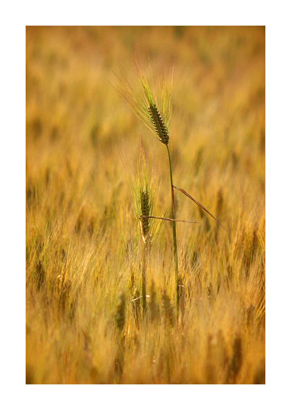 Ballo Di Primavera