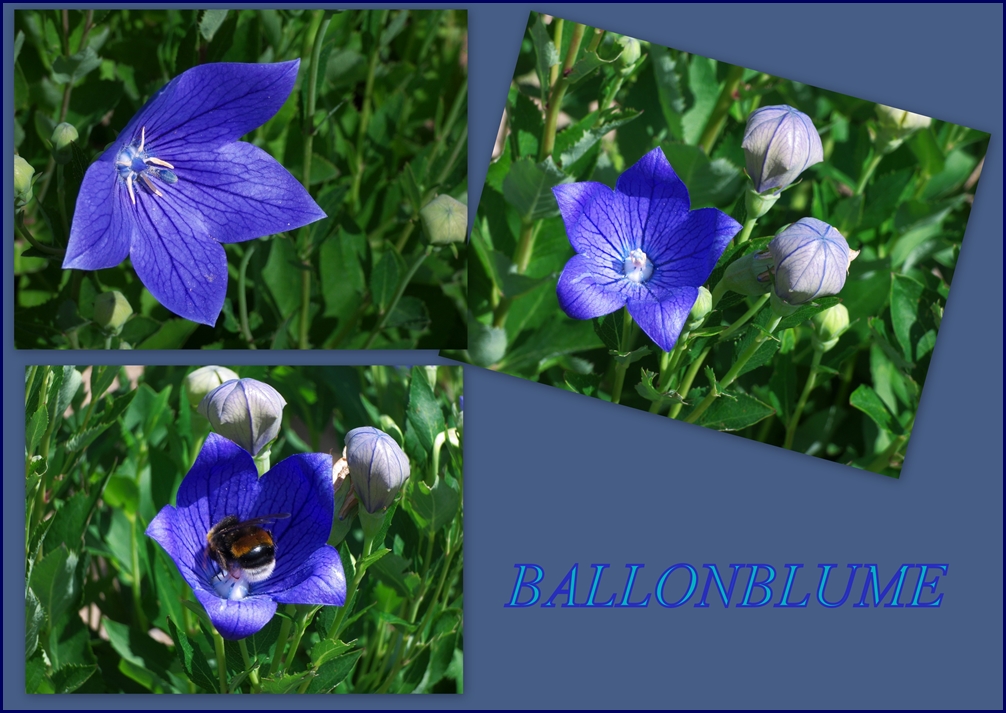 Ballomblumen