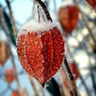 ballon blume