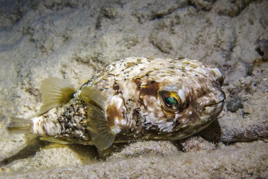 Ballon-Igelfisch