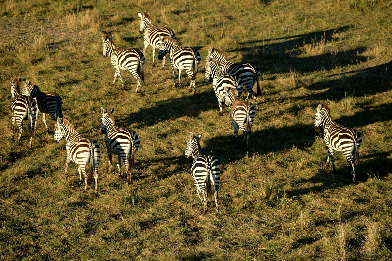 Ballon-Safari 03