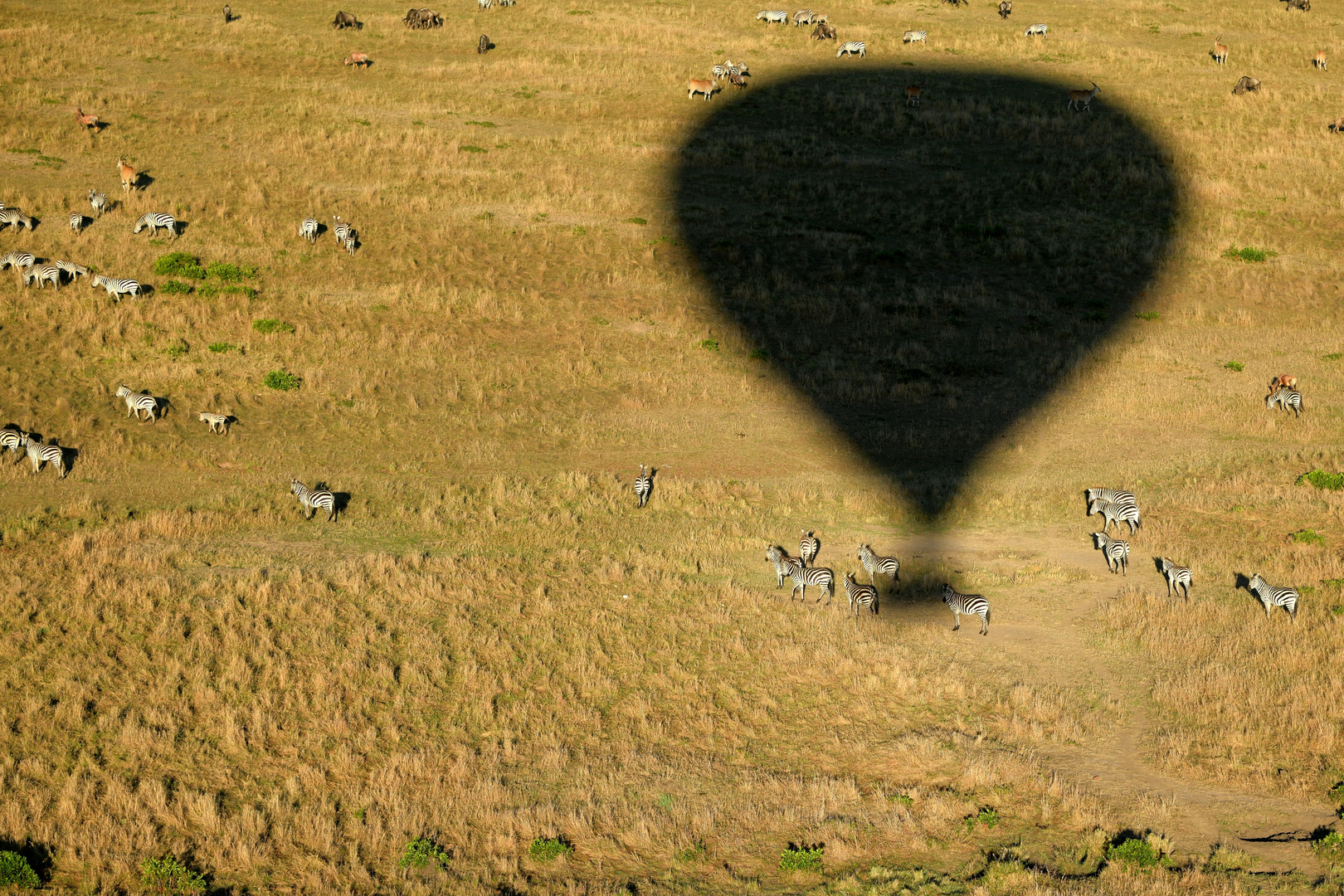 Ballon-Safari 07 