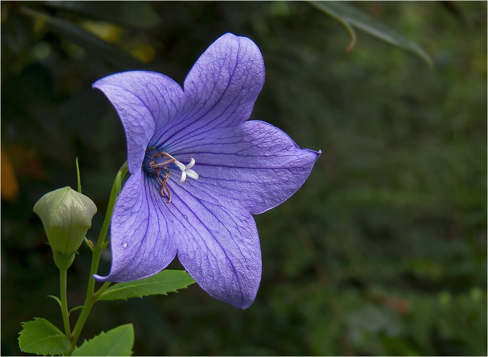 Ballonblume