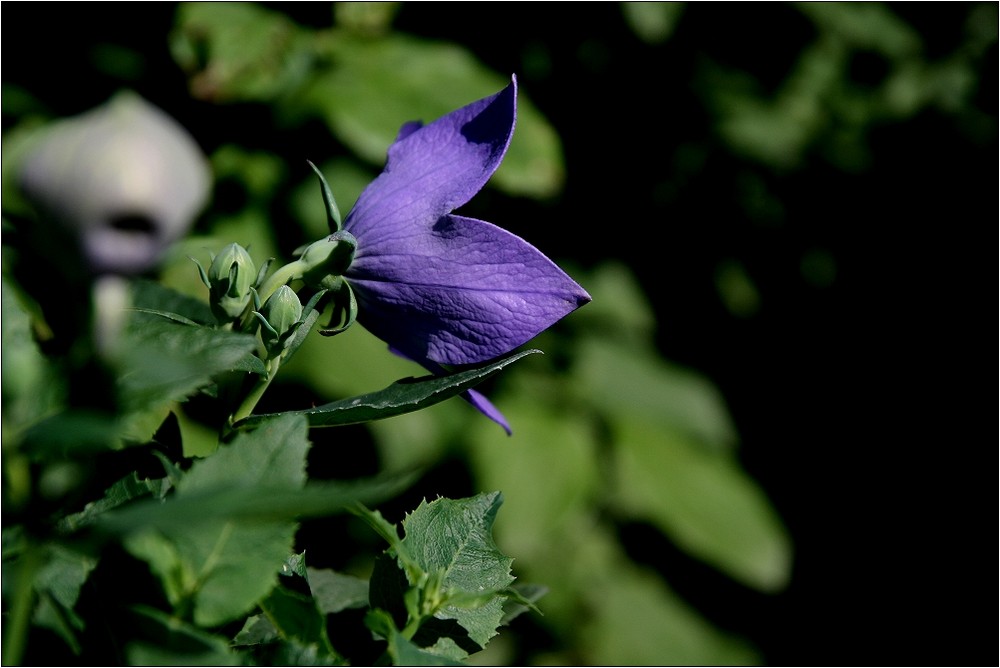 Ballonblume