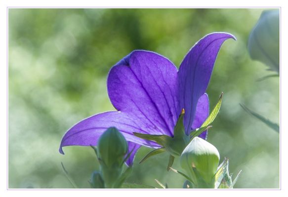 Ballonblume im Gegenlicht