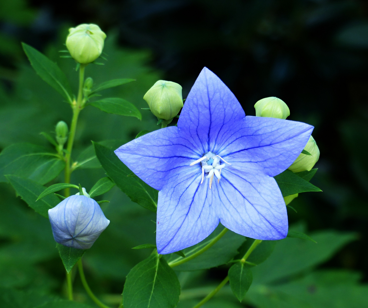 Ballonblume in blau