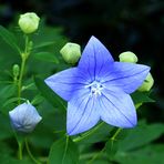 Ballonblume in blau