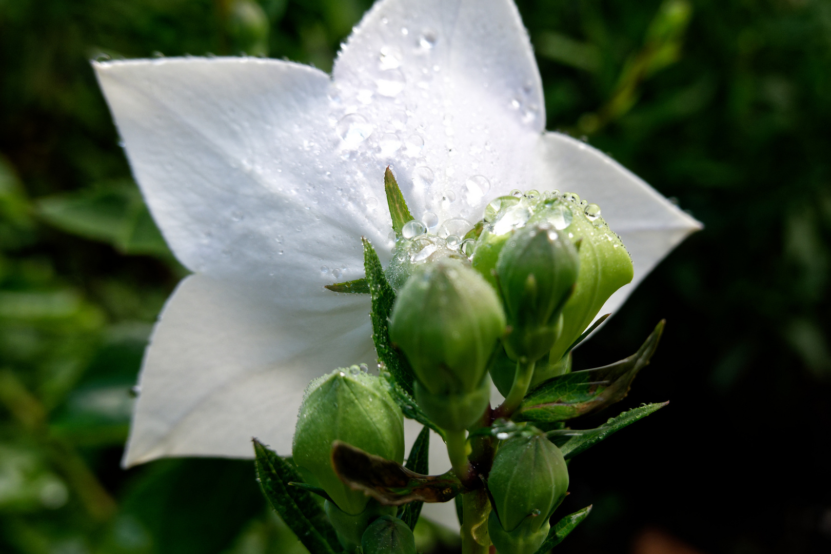 Ballonblume mit Tautropfen