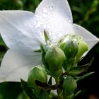 Ballonblume mit Tautropfen