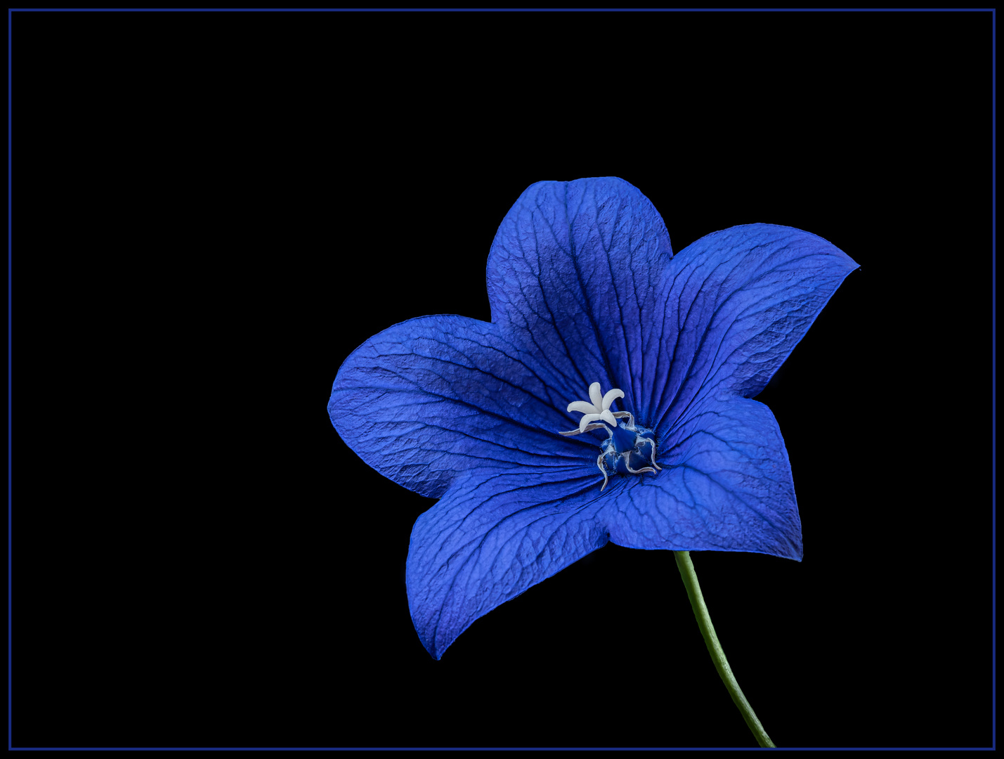 Ballonblume (Platycodon blau)