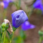 Ballonblume (Platycodon grandiflorus).