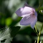 Ballonblume (Platycodon grandiflorus)