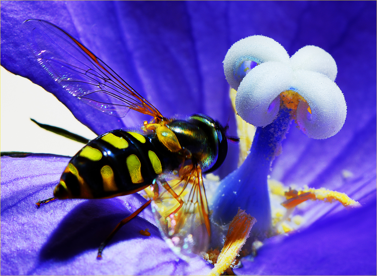 Ballonblume und Schwebfliege